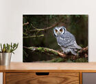 Scops Owl in Tree 5mm thick Plastic Poster Ready to Hang 60x45cm