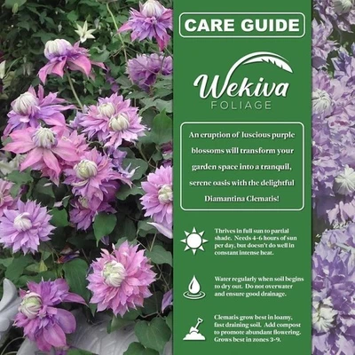 Clematis Diamantina - Plantas iniciadoras vivas en macetas de 2 pulgadas - Starter... Foto 1 de 4