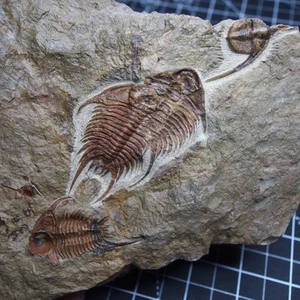 Trilobite Foulonia sp. Artrópodos Ampyx priscus fósil Ordovícico Inferior Marruecos - Imagen 1 de 10