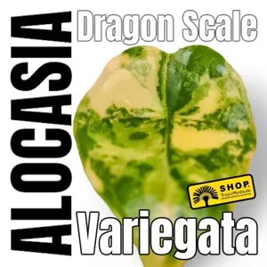 Alocasia Dragon Scale Variegata Jungpflanze Auktion Nr. 02 - Bild 1 von 9