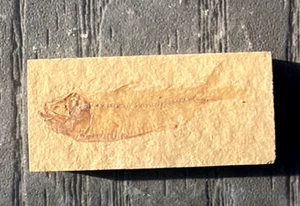 FISH FOSSIL ( GOSIUTICHTHYS PARVUS ) WYOMING SIZE 4.6 CM. X 2.2 CM. & 25 GRAMS - Picture 1 of 5