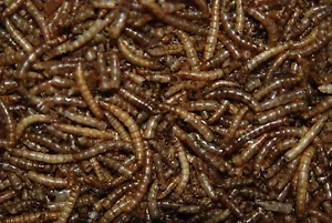 FMB Premium vers de Farine Séchées Convient pour Tous Oiseaux Sauvages 400g Tube - Bild 1 von 1