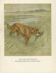 GOLDEN RETRIEVER LOVELY OLD 1947 DOG ART PRINT by ARTIST  VERNON STOKES - Picture 1 of 1