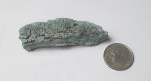 CHROMIUM! Mint GREEN Petrified Wood Log ARIZONA 13.85 G Woodworthia - Picture 1 of 6