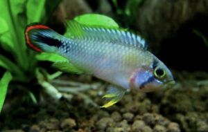 Apistogramma Panduro “Blue Sky” Sexed Pair Live Freshwater Tropical Fish 1”