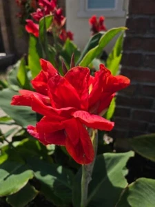 Free Shipping - 7-rhizomes - Canna Lily President (Red Canna) - Picture 1 of 18