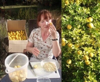 2 frostharte Orangen-Palmen schnellwüchsige exotische Pflanzen im für den Garten - Bild 1 von 3