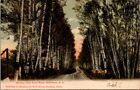 Postcard Birches Gale River Road Bethlehem Nh 1906