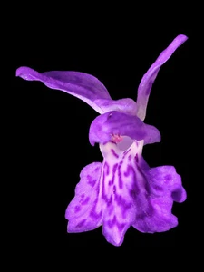 Dactylorhiza maculata, geflecktes Knabenkraut, winterhart, 200 Samen - Bild 1 von 4
