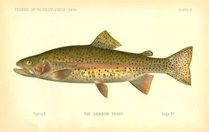 1889 Vintage Denton Fish Print ~ First Ed. The Rainbow Trout ~ Plate 5 - Picture 1 of 1