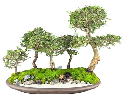Bonsai de olmo chino cinco (5) árboles grupo bosque 17" H interior Ulmus Parvifolia Foto 1 de 2