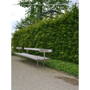 Hainbuche 125-150 cm, Wurzelnackt. 300 Carpinus betulus. Hainbuche Winterhart - Bild 1 von 2