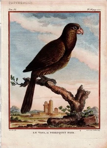 Parrots, “LE VASA, ou PERROQUET NOIR “ 1780 Pappagallo.Ornitologia - Photo 1/5