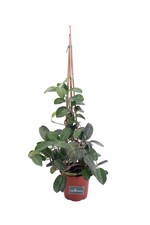 Pianta di Stephanotis Pianta di Gelsomino del Madagascar pianta rampicante vera