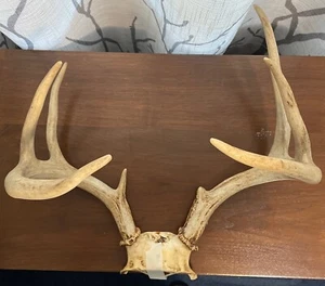 Typical 8pt Whitetail Skull Cap Antler Horn Deer Mount Taxidermy Rack Man Cave - Picture 1 of 14