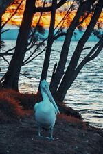 Digital Image Picture Photo Pic Wallpaper Background Sunset Bird Pelican Lake