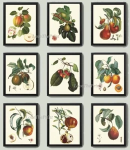 Vintage Fruit Wall Art Set of 9 Prints Kitchen Dining Room Beautiful Unframed - Picture 1 of 10