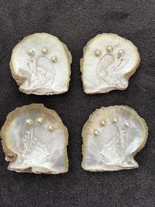 VINTAGE RARE Broome MOTHER OF PEARL OYSTER SHELL, WITH MABE PEARLS EACH - Picture 1 of 2