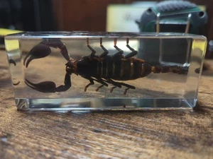 BLACK SCORPION Genuine INSECT Desktop Lucite Paperweight  Paper Weight  Large - Picture 1 of 5