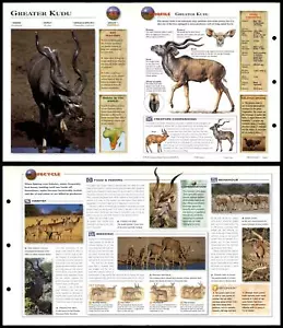 Greater Kudu #43 Mammals - Wildlife Explorer Fold-Out Card - Picture 1 of 1