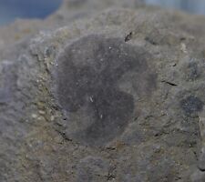 UNIQUE Undescribed Tribrachidium-like Ediacaran Fossil, Doushantuo, Precambrian