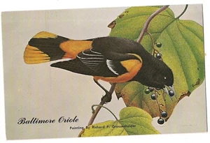 BALTIMORE ORIOLE State Bird Maryland Painting Richard P Grossenheider Postcard - Picture 1 of 2