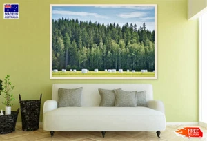 (Laminated) Tall Tree Forest Photograph 91x61cm - Picture 1 of 6