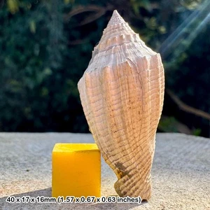 Volutospina luctator fossil gastropod - eocene barton beds, uk | genuine + coa - Picture 1 of 2