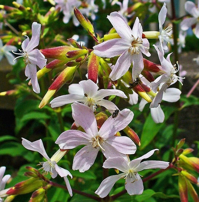 SAMEN Blüten-Wunder Seifen-Blume tolle Pflanzen robuste neue Saat Terrasse - Bild 1 von 1