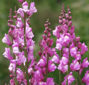 100+ Large Snapdragon Seeds - True Perennial Species Antirrhinum majus ssp majus - Picture 1 of 2