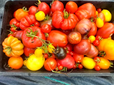   25 Mixed Tomato Seeds - BUY ONE GET ONE  FREE .mix a - Image 1 of 4