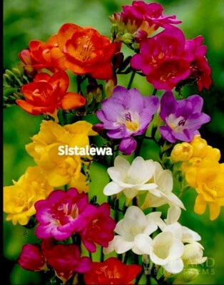 Freesia ~ Double Single MIX - (5) Flower bulbs - Colorful - Image 1 of 4