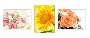 3 Stück XL Poster 70 x 50cm verschiedene Blumen Rosen (S06) Plakate gerollt - Bild 1 von 4
