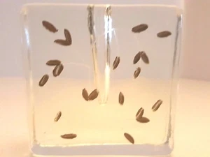 COLLECTIBLE GOLDEN LEAF THICK CLEAR GLASS PEN HOLDER, PAPERWEIGHT SQUARE DESIGN - Picture 1 of 9
