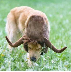 Funny Pet Wig for Large Dog Cattle Horn Headgear Dress Up Costume Party Cosplay - Picture 1 of 11