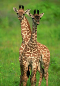 387011 Masai Giraffes WALL PRINT POSTER UK