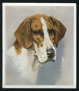 FOXHOUND GODFREY PHILLIPS OUR DOGS SERIES 1939 DOG CIGARETTE CARD #21 - Picture 1 of 2