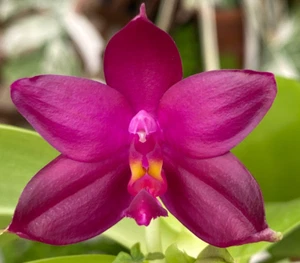 Original Orchid Phal Phalaenopsis species violacea-FRAGRANT - Picture 1 of 2