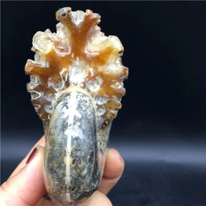 383g Raro Caracola Natural Hecho a Mano Tallado Amonita Fósil Especímenes S134 - Imagen 1 de 9