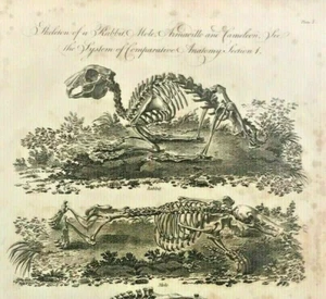 Biología Animal Anatomía Grabados Antiguos Armadillo Topo Camaleón Conejo 1791 - Imagen 1 de 3