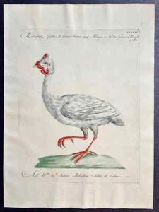 LARGE 1776 Manetti Antique hand-colored print: White helmeted guineafowl, bird - Picture 1 of 2