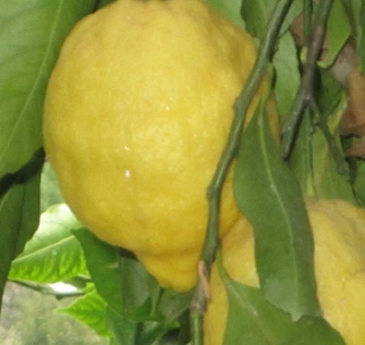 PIANTEWEB Albero Limone Amalfitano