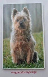 AUSTRALIAN SILKY TERRIER DOG FRIDGE MAGNET - M660 F - Picture 1 of 1
