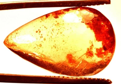 10.95 Cts. Natural Genuine Old Baltic Amber Untreated Certified Gemstone - Image 1 of 4