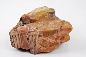 Versteinertes Holz gesammelt 1962 aus versteinertem Wald Nordosten Arizona Dokument - Bild 1 von 8