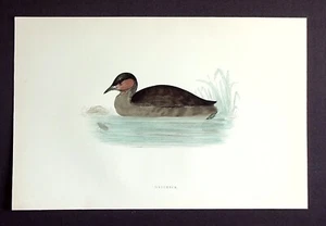 DABCHICK, LITTLE GREBE, original antique ornithilogical print, bird, MORRIS 1897 - Picture 1 of 2