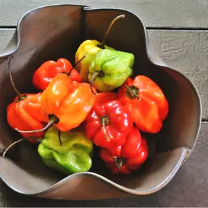 150 Samen Hot Pepper Scotch Bonnet Chili super würzig Bio Gemüse Gartenarbeit - Bild 1 von 18