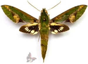Xylophanes chiron, from Peru, UNMOUNTED moth - Picture 1 of 2