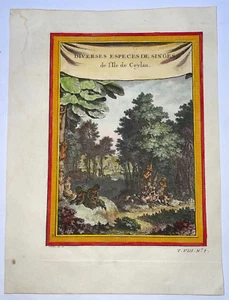 CEYLON MONKEYS 1760 NICOLAS BELLIN NICE ANTIQUE VIEW 18TH CENTURY - Picture 1 of 3