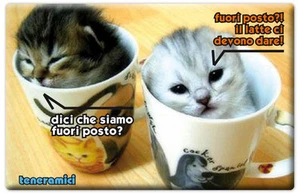 MAGNETE RETTANGOLARE CALAMITA FRIGO ANIMALI GATTO MICIO TENERI GATTI - Imagen 1 de 1